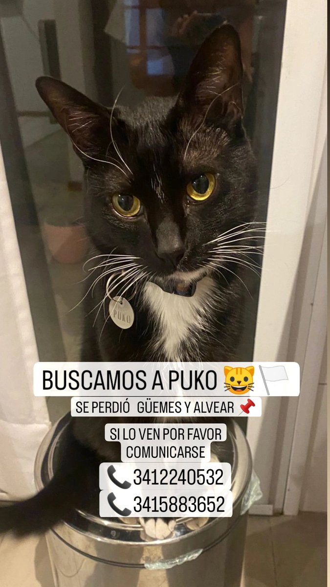 oigacameraman's tweet photo. Hola gente bella, se perdió PUKO el día viernes y aún no aparece, se agradece rt ♥️ https://t.co/nxpzvXPFCt