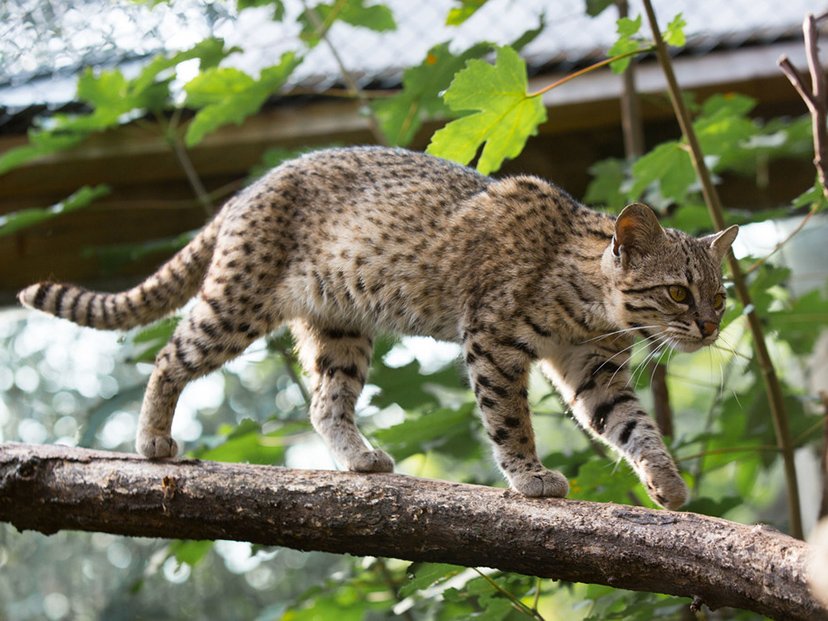 elnacionalpy's tweet photo. SALVEMOS AL TIRÍKA | 🥹

La alegría de los Juegos Odesur #ASU2022 y el éxito de su mascota, es un buen motivo para concienciar acerca de la importancia de conservar a este hermoso gato montés paraguayo, amenazado por la perdida de hábitat.

📸 Paraguay Salvaje 

#ElNacional https://t.co/RIPuibgeAN