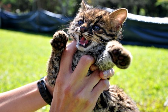 SALVEMOS AL TIRÍKA | 🥹

La alegría de los Juegos Odesur #ASU2022 y el éxito de su mascota, es un buen motivo para concienciar acerca de la importancia de conservar a este hermoso gato montés paraguayo, amenazado por la perdida de hábitat.

📸 Paraguay Salvaje 

#ElNacional