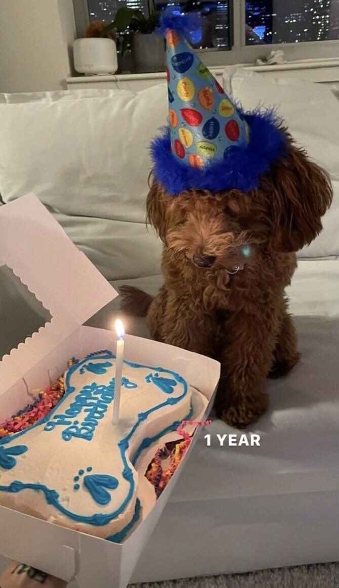 thethoughtsofp's tweet photo. — Party animal. 🎈 https://t.co/PQLXfEY9yJ