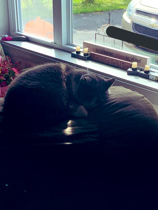 My cat just doing cat things https://t.co/xRznC8JfBz