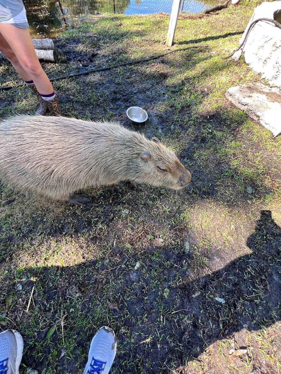 ethancwuit's tweet photo. Meeting capybaras is an essential bucket list item https://t.co/KJEkkN7jlf