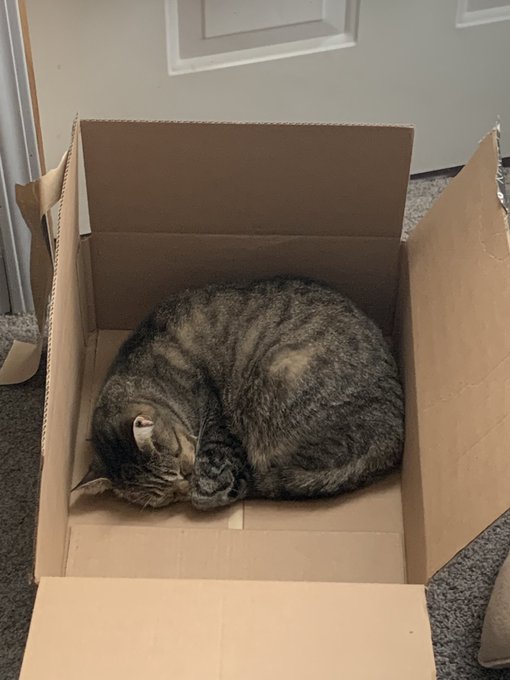My other cat sleeping in a box for no reason lol she’s got beds but she gonna choose the box https://t