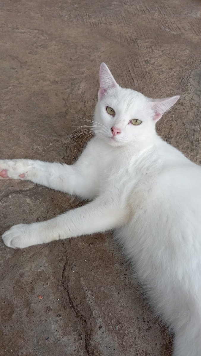 UmmiKhaula's tweet photo. Kucing akan selalu mengingat siapa yang memberikan makan setiap harinya."
#welocity
#weloveprobolinggo
#majengaberlari
#jatibisa
#cintakucing https://t.co/LfoELBE6H7