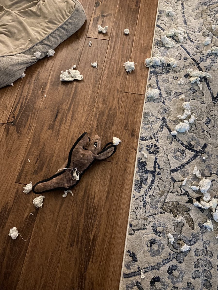 leftymalone's tweet photo. Apparently even the most indestructible dog toy has a weak point  #RIPRabbit https://t.co/xlUUL0vFSj