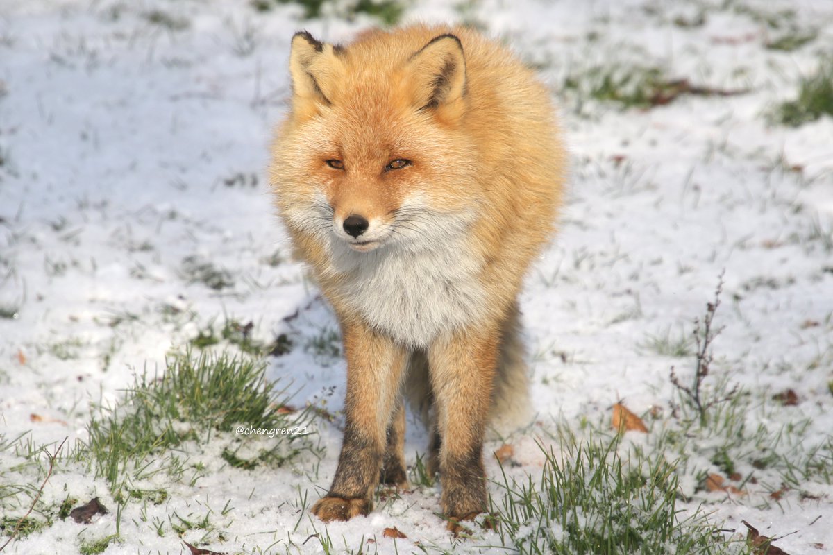 北きつね牧場 Twitter Search Twitter