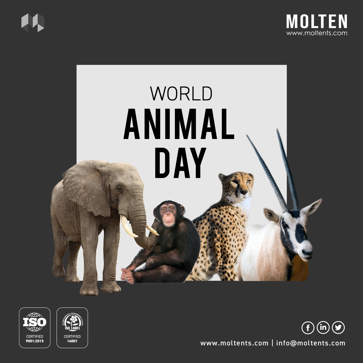 MOLTENTS's tweet photo. This World Animal Day, let us galvanize a global force to make the world a better place for all animals, and learn to respect the different species that coexist in this planet that we all share.

#worldanimalsday2022 #pets #wildanimals #care #protect #Respect https://t.co/mRF4wartn5