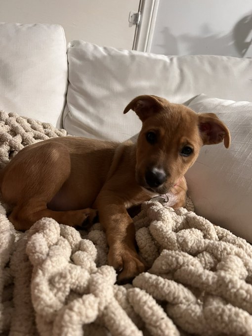 Fostering little Nyla for the next few weeks! She&rsquo;s an 11 week pitty/Shepard mix and wants to be held