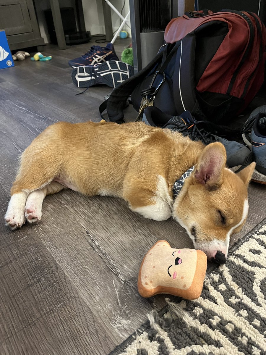 Josh Cascarella tweet media