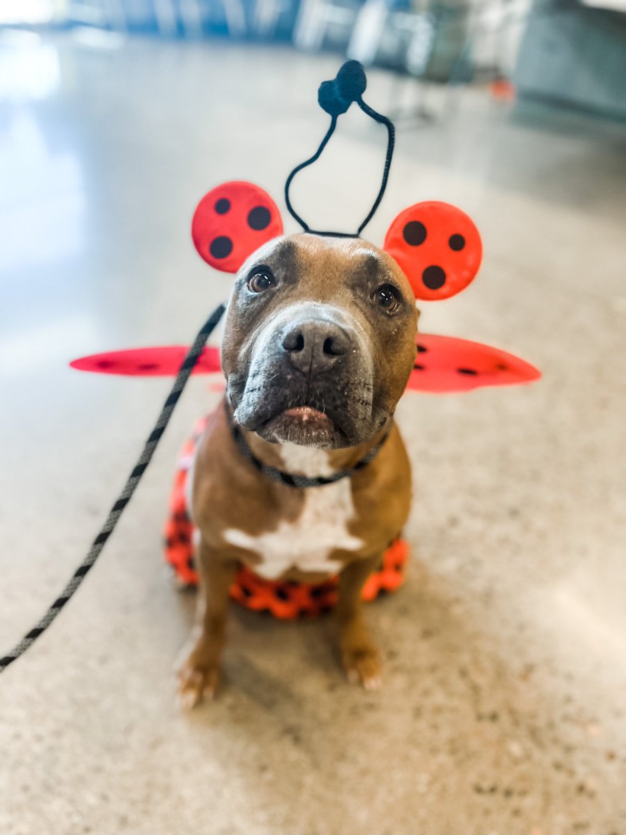 OneLoveArizona's tweet photo. Bailey Rey is the best dressed smol potato in town. She is adored by her fans (volunteers) and is clearly a  fashionista with a flair for style!

She is in Phoenix, AZ and looking for a home. Please reach out to us to meet her! 

#dogsoftwitter #Adopt #shelterdog #maricopacounty https://t.co/AkGcFFAxTn