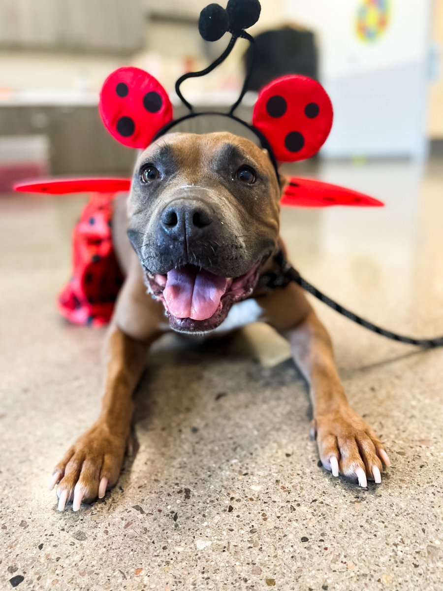Bailey Rey is the best dressed smol potato in town. She is adored by her fans (volunteers) and is clearly a  fashionista with a flair for style!

She is in Phoenix, AZ and looking for a home. Please reach out to us to meet her! 

#dogsoftwitter #Adopt #shelterdog #maricopacounty