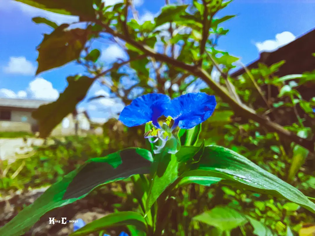 LeoPromise7's tweet photo. By discovering nature, you discover yourself 
The land is green 🥰
The earth us happy 😊 
Colours are the smile of nature 🥰
#mobilephotography #naturephotography #samsungmobile #independence 
#nature #greenpastures #nigeriaphotographershub https://t.co/k0Pom5CGEA