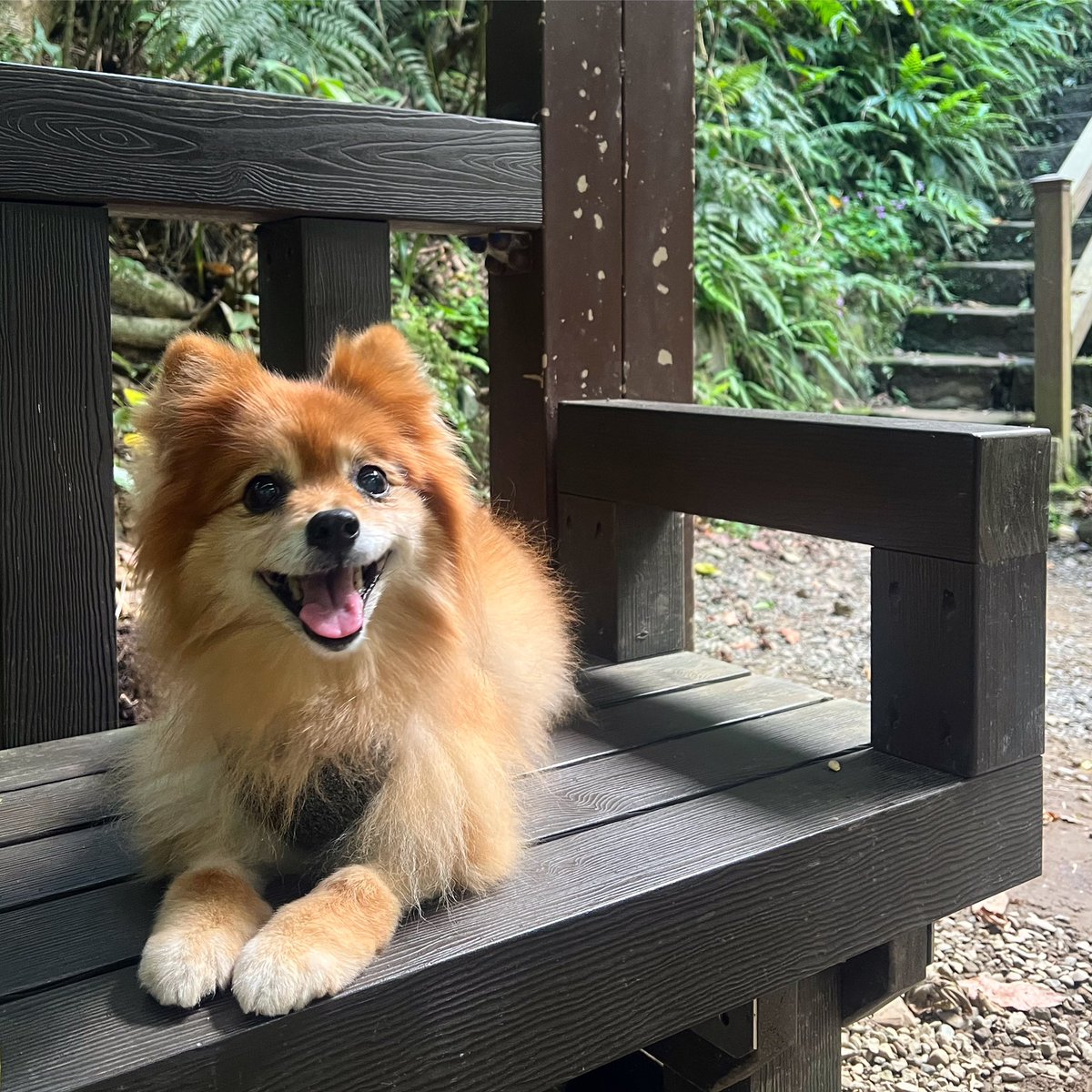 aly_wu's tweet photo. @dog_rates @subaru_usa This is Nina, she’s a 14 year old pomgi mix fighting lymphoma. She’s living her best life 7 months past her initial prognosis 🥹 https://t.co/SlZl3gNxLv