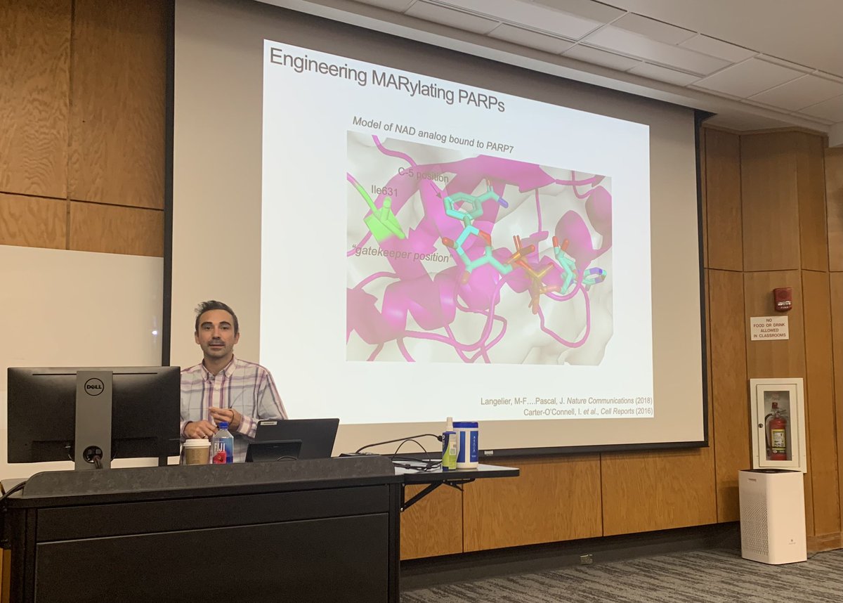 Meredith Hartley (@mhartleylab) on Twitter photo so great to catch up with @MichaelNADbio speaking today <a href="/KUMolBio/">KU Molecular Biosciences</a> <a href="/FehrLab/">The Fehr Lab</a>. So many PARPs! so great to catch up with @MichaelNADbio speaking today <a href="/KUMolBio/">KU Molecular Biosciences</a> <a href="/FehrLab/">The Fehr Lab</a>. So many PARPs!