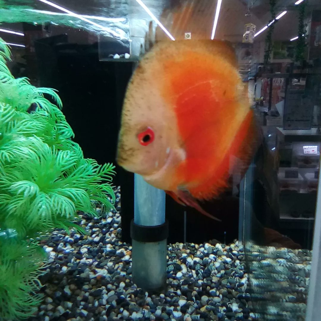 クラウンローチ Twitter Search Twitter