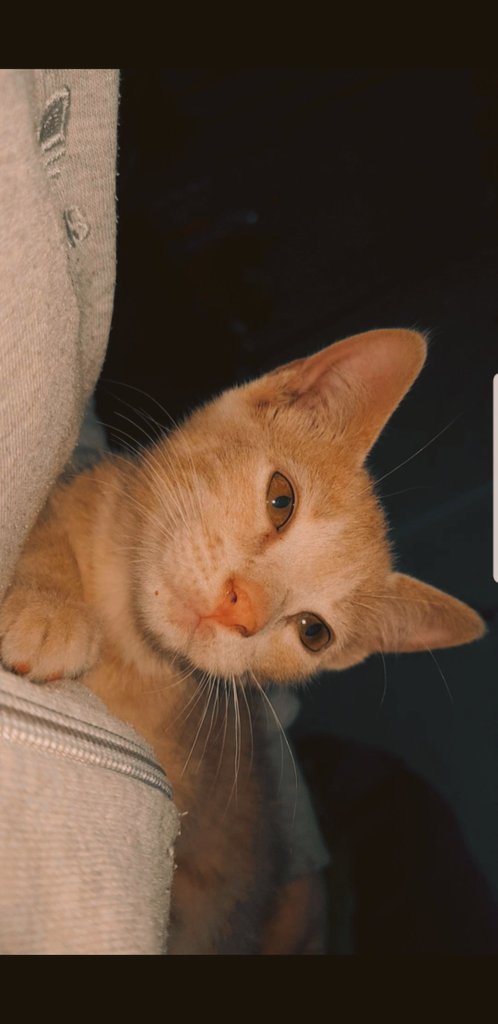 vallgoomez's tweet photo. miren lo chiquita que era y lo grande que está 🤧 https://t.co/Ab4uWHmNeU
