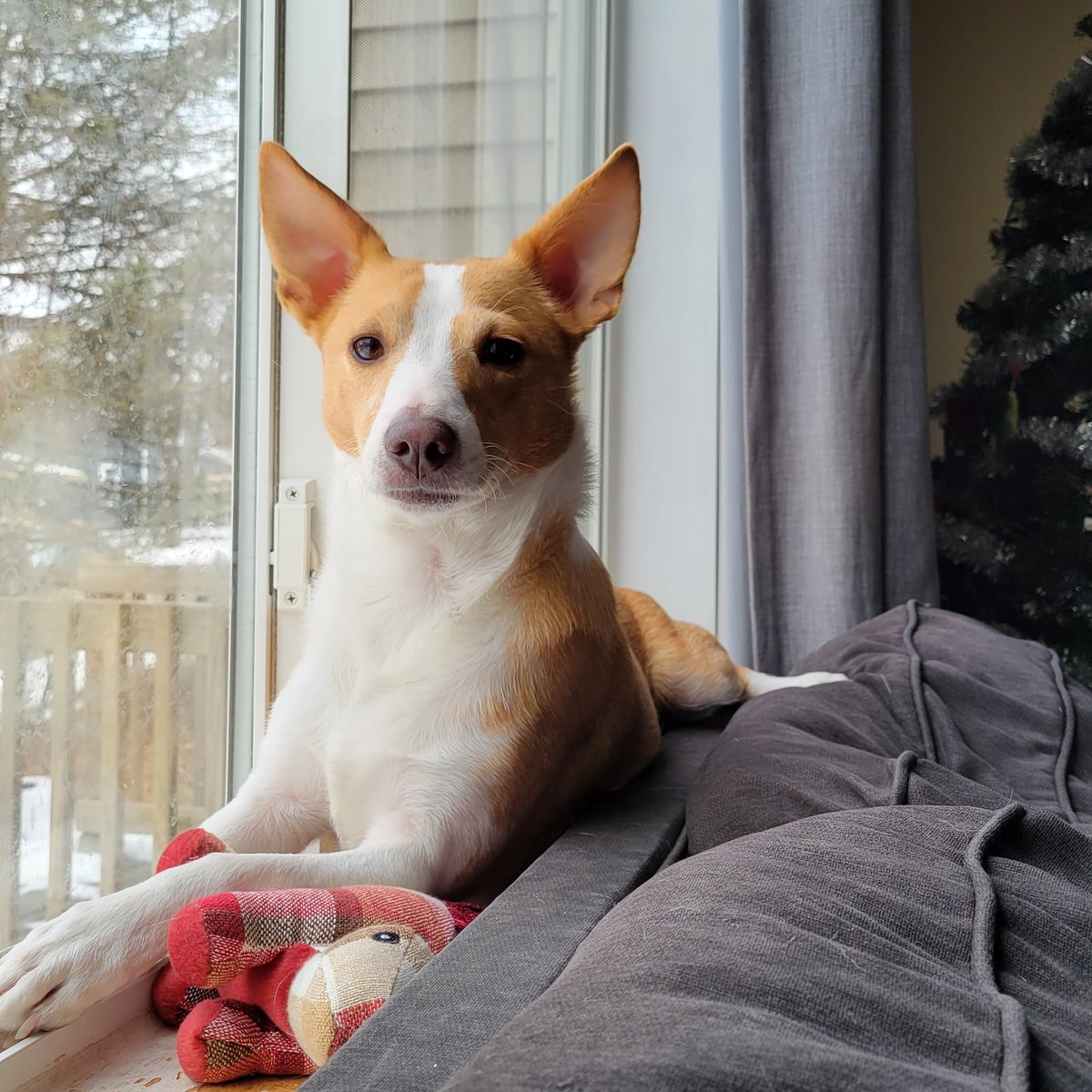 srrolli's tweet photo. @dog_rates @subaru_usa Fidget was a stray in Texas and was rescued 2 years ago. We then found out he had heartworms. Now he is living his best life having beaten infection, warming our hearts and stealing our blankets ❤️ https://t.co/C8ZYh0GSot