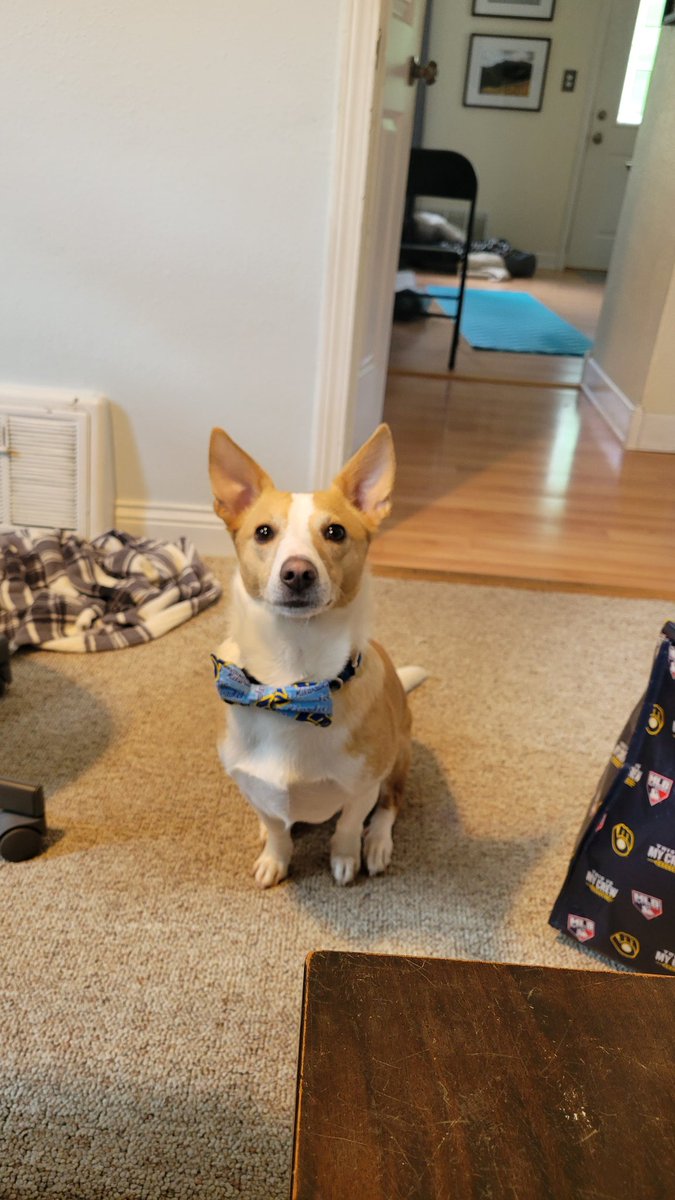 srrolli's tweet photo. @dog_rates @subaru_usa Fidget was a stray in Texas and was rescued 2 years ago. We then found out he had heartworms. Now he is living his best life having beaten infection, warming our hearts and stealing our blankets ❤️ https://t.co/C8ZYh0GSot