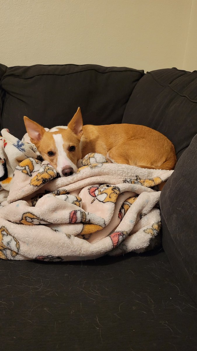 srrolli's tweet photo. @dog_rates @subaru_usa Fidget was a stray in Texas and was rescued 2 years ago. We then found out he had heartworms. Now he is living his best life having beaten infection, warming our hearts and stealing our blankets ❤️ https://t.co/C8ZYh0GSot