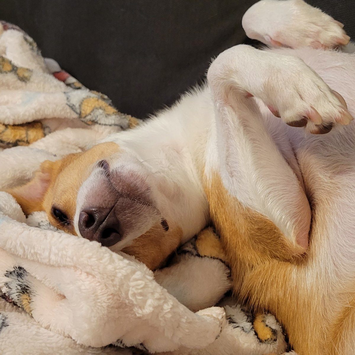 srrolli's tweet photo. @dog_rates @subaru_usa Fidget was a stray in Texas and was rescued 2 years ago. We then found out he had heartworms. Now he is living his best life having beaten infection, warming our hearts and stealing our blankets ❤️ https://t.co/C8ZYh0GSot