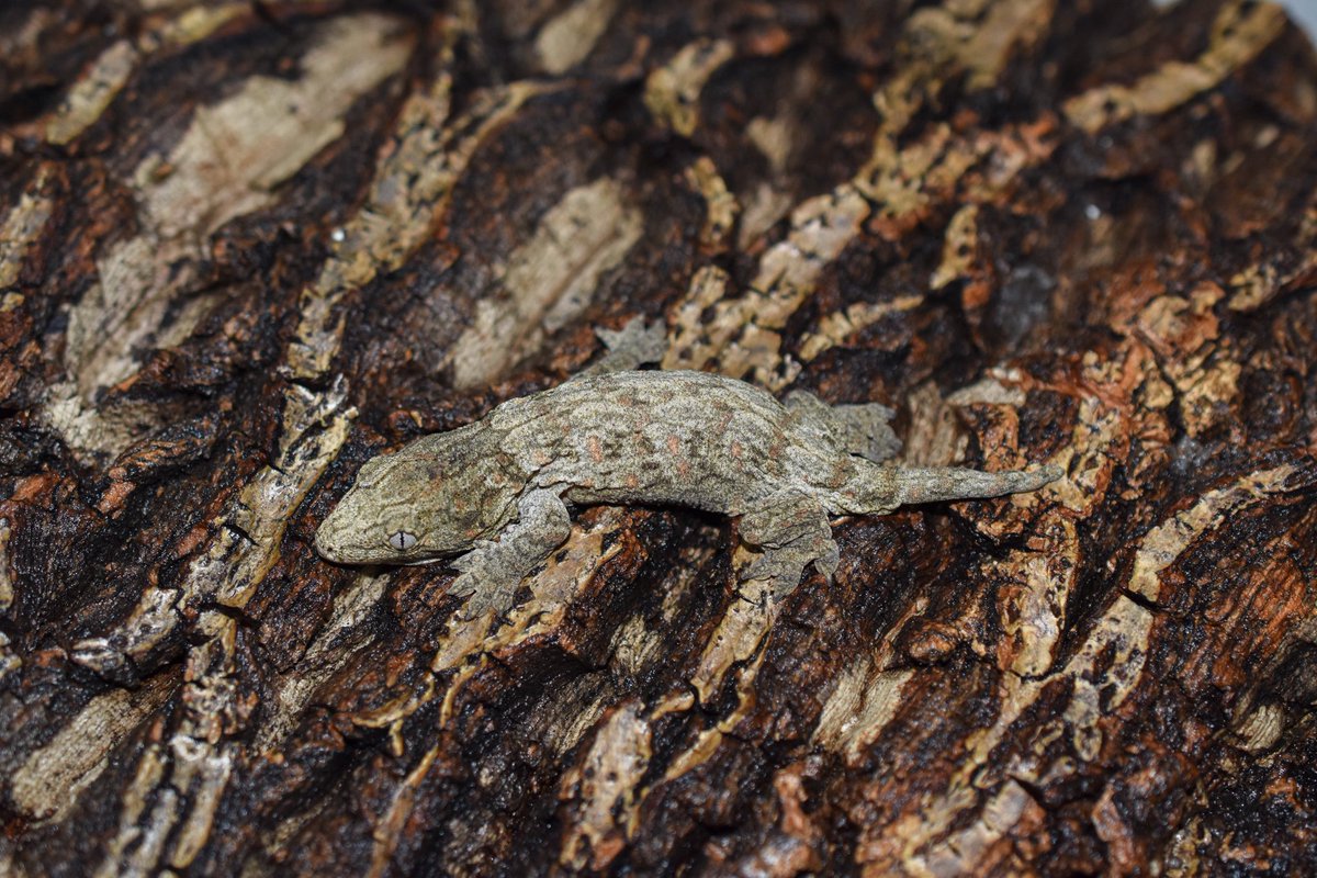 Leachianusgecko卸売可能です。
Line : Mygecko