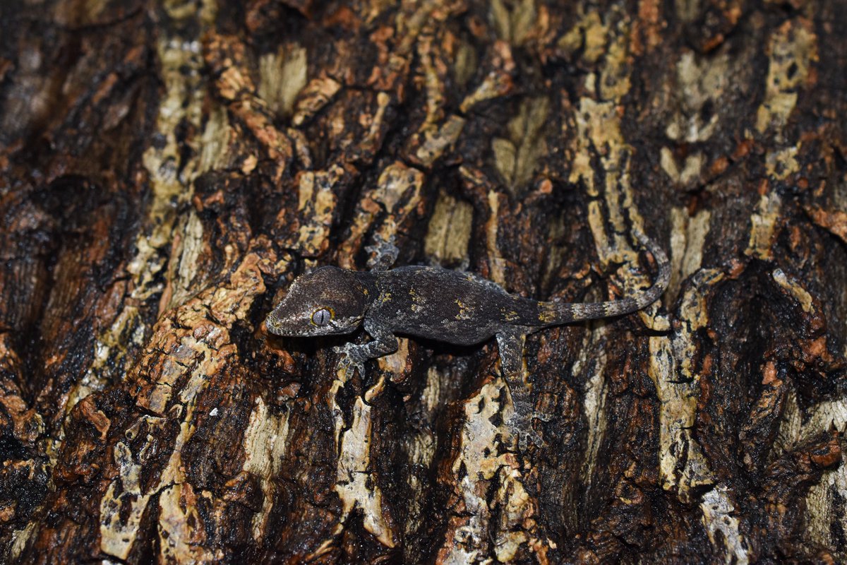 Gargoyle gecko卸売可能です。
Line : Mygecko