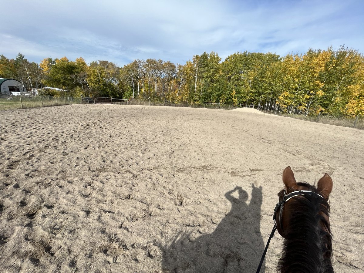 BaysicChestnut's tweet photo. I’d just like to flex this perfect square that Dixie and I rode https://t.co/ska2NkperI