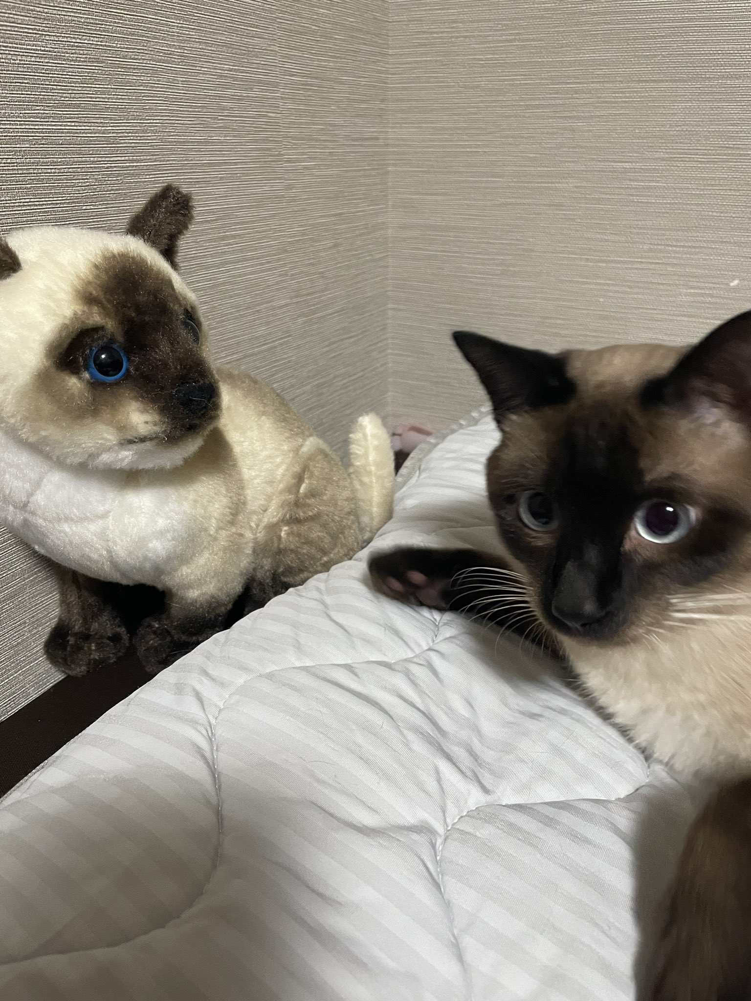 シャム Twitter Search Twitter
