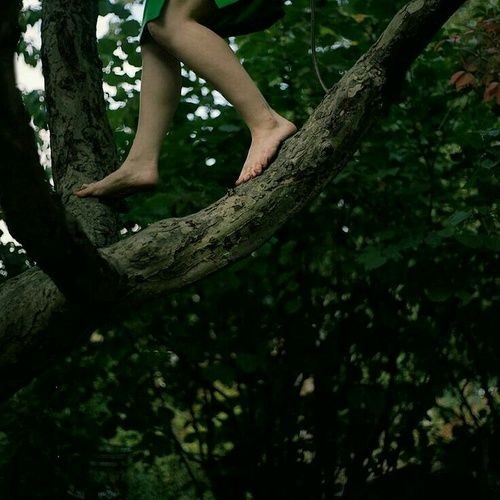 cottageinwood's tweet photo. Did you know that everyone has a tree? Just one tree that, somewhere, knows your name. And dreams of you. It may be a hedgerow hawthorn, an aromatic Mediterranean cypress, or an Indonesian teak surrounded by the cries of chainsaws. https://t.co/O3hHetAeQs