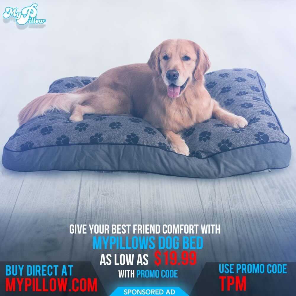 The Post Millennial on Twitter "MyPillow will make a great gift for