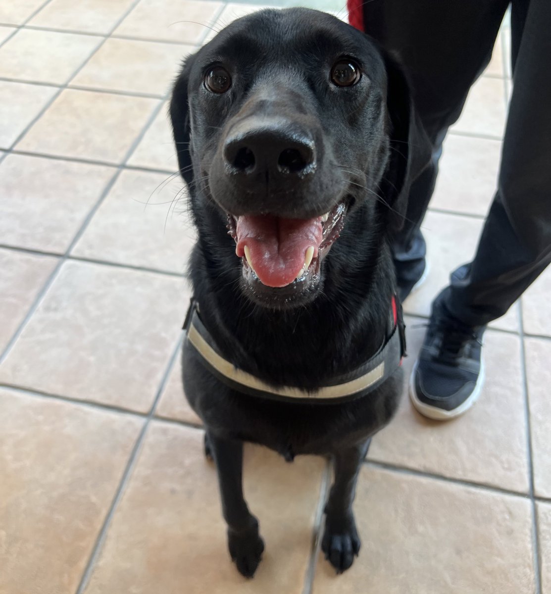 動物病院でワクワク顔🐾
待合室に猫ちゃんや小型犬が多い時はトラブル防止の為に外で待つことにしています👍

#ラブラドールレトリバー　#黒ラブのいる暮らし
