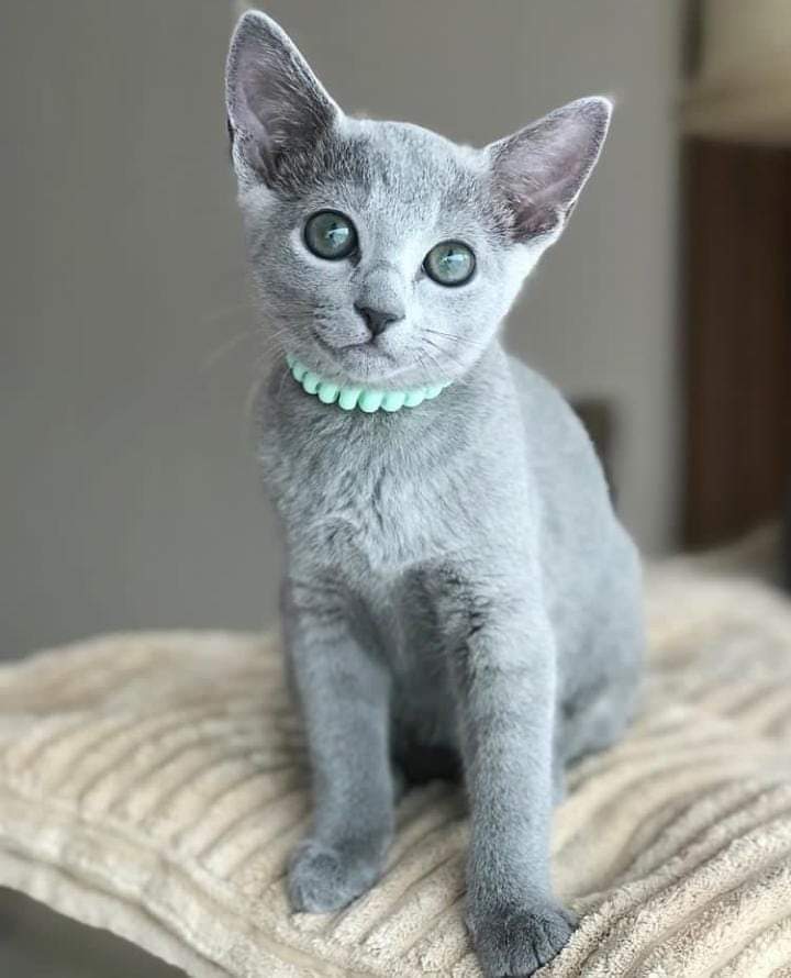 CatLoversAsso's tweet photo. Russian blue cat.
#russiancat #bluecat #catlovers #petlover #furbabies https://t.co/oloqPiKhFV
