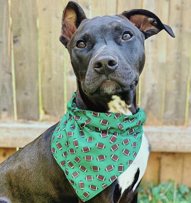 boulderbarks's tweet photo. He goes ALL.THE.WAY! TD with my Fav Football Bandana! 🏈
https://t.co/CzoOrHfuTi
#lovefootball #sports #gameday #footballgame #footballseason #football #doglife #happydog #dogs #doglover #doglovers #dogmom #doggo #cute #ilovemydog #dogsofcolorado #cutedog #bouldercolorado https://t.co/rhznwsJV7k