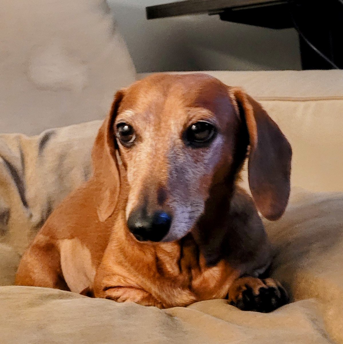 🌈 Schnitzel - Adventure Dackel tweet media