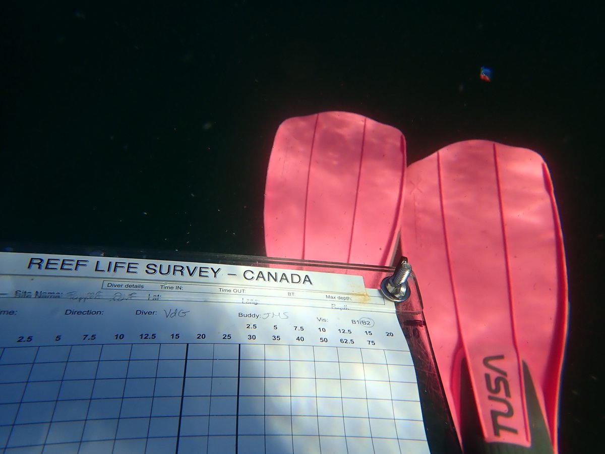 ValescadeGroot's tweet photo. Back in Northwest Atlantic waters for science ! Revisiting 5 rocky reef sites on the coast of the Avalon Penninsula in Newfoundland this week to collect some @ReefLifeSurvey with @jasschuster, supported by @AmandaEBates and @munocean. https://t.co/x8FjrFfiOm