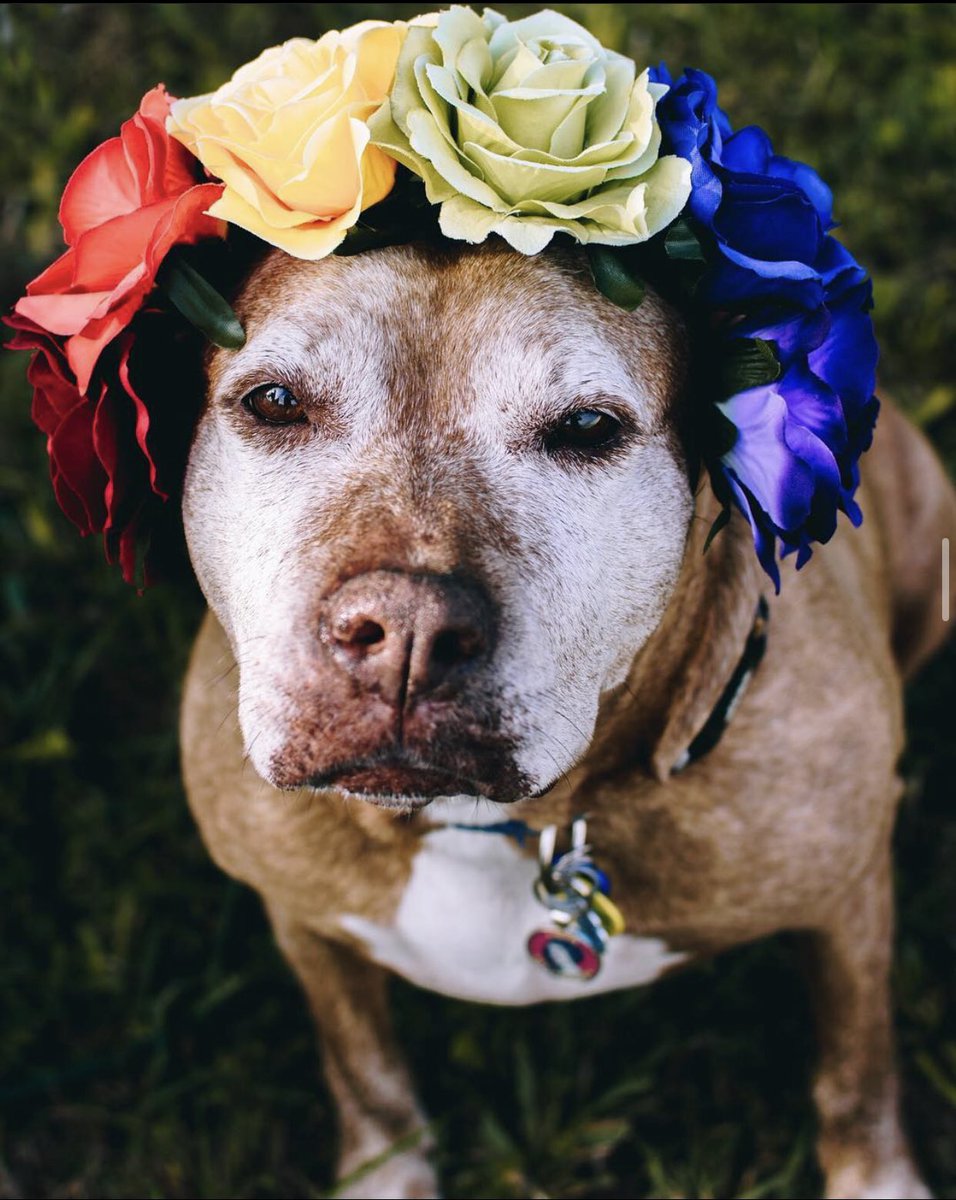 ChronicallyRavn's tweet photo. Thank you for the best 5 years ever, sweet girl. I hope we see each other again some day. I love you forever, our beautiful Princess Leia. 💜 https://t.co/cIDB30meb5