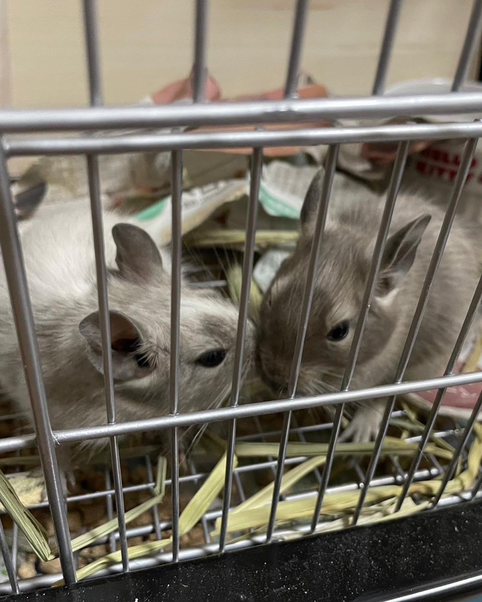 anchobi1119's tweet photo. 【🐭お知らせ🐭】
先週の土曜日に新しい子2匹をお迎えしました❤️
名前はハク&amp;リンです！
両方とも男の子で今年の8月生まれのぴちぴちの2ヶ月です⭐️
うちに前までいた、ハムスターのジェシーより大きな子です！
度々ツイートにこの子達出てくるかもしれませんが温かく成長を見守ってください！宜しく❤️ https://t.co/iIaZpybk0h