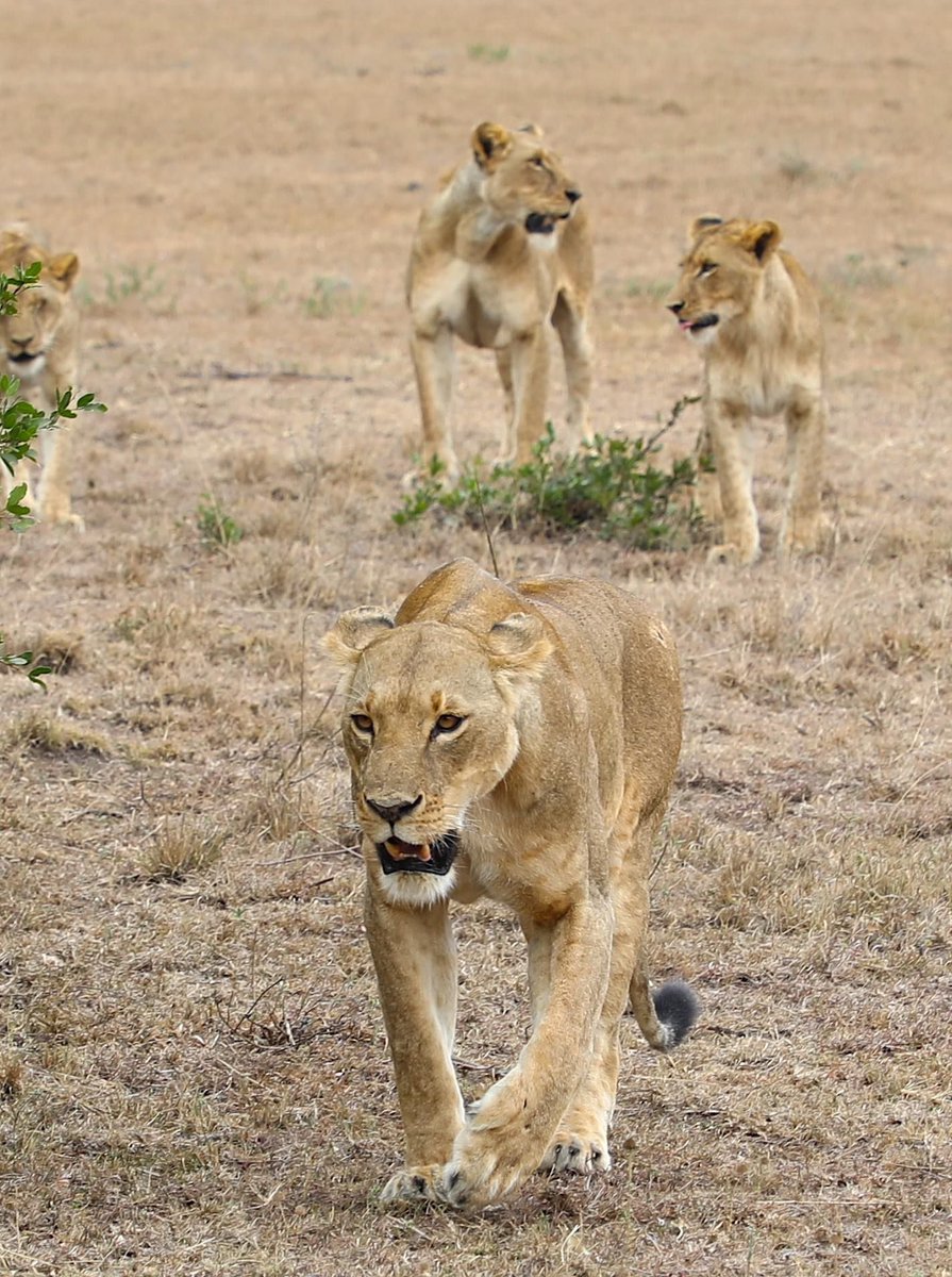 VoyagesAfriq's tweet image. #VoyagesAfriq The travel trade and media currently on familiarization tours across Kenya have been experiencing the immersive and diversified tourism products @magicalkenya has to offer. #MKTE #MKTE22 Come Resiscover the Magic!