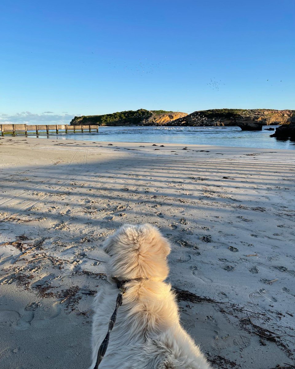 Avis enjoyed her recent visit to the beach to leave her scent in the area and mark her territory 🐧🐾 This helps to protect bird life on Middle Island from foxes while our Maremmas are not over there 🐾🐧