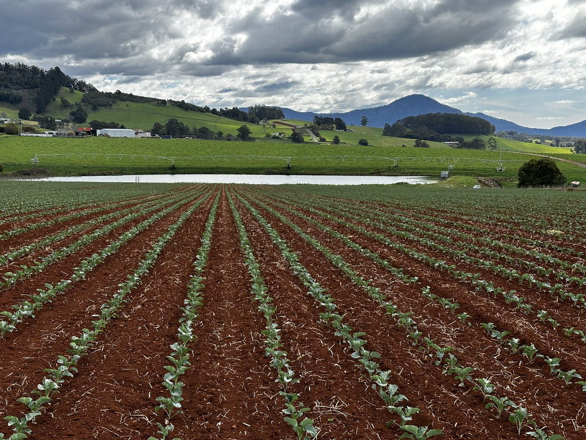Looking forward to this crop coming to harvest! Looking the picture! 🥦 #broccoli #tasmania #agriculture #freshproduce