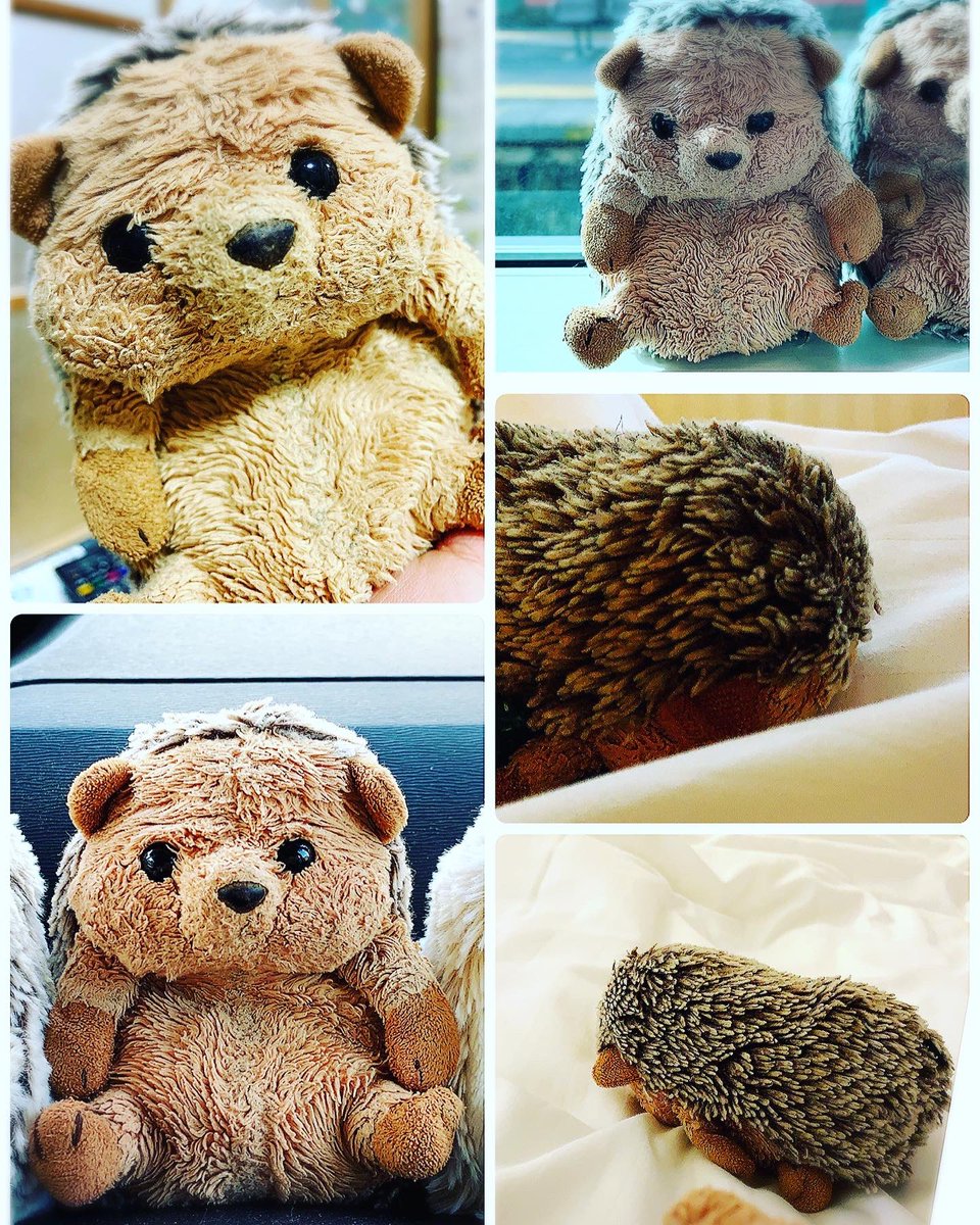 SHIMArisuko_'s tweet photo. 【拡散希望】
10月2日日曜日の午前中、茶臼山動物園に行かれた方、下の子をどこかで見かけませんでしたか？お心当たりのある方はご連絡ください。行ったけど、そんなのは見なかったという方もぜひ連絡をください。よろしくお願い致します。 https://t.co/kttQzSrLwF