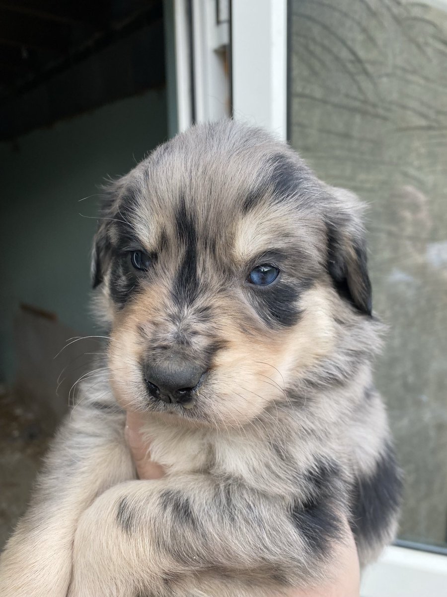 HilaryAPullen's tweet photo. Good Morning and Happpy Birthday to Ziggy my gorgeous puppy who is 1 today! This is the first photo we have of him when he’s really tiny #coltriever https://t.co/gYfmnOUvTt