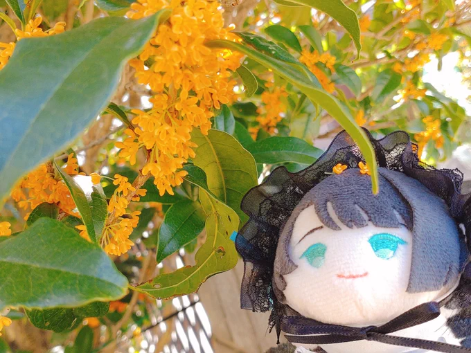#松井江を見るとストレスが減るらしいありがたきタグ、、、、スウッ、、、、( ˘ω˘… 