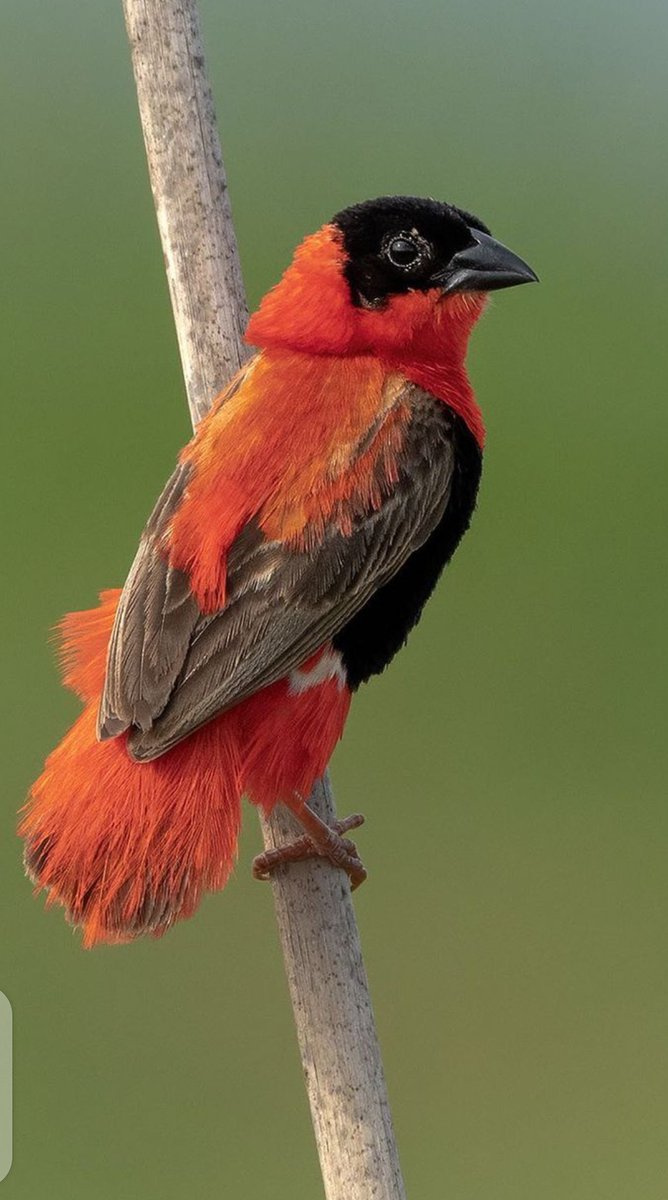 arshleybrian7's tweet photo. The defining odds of a beautiful breeding bird.
#birds
#ugandabirds
#birdwatching
#letsgobirding https://t.co/MCIl819rko
