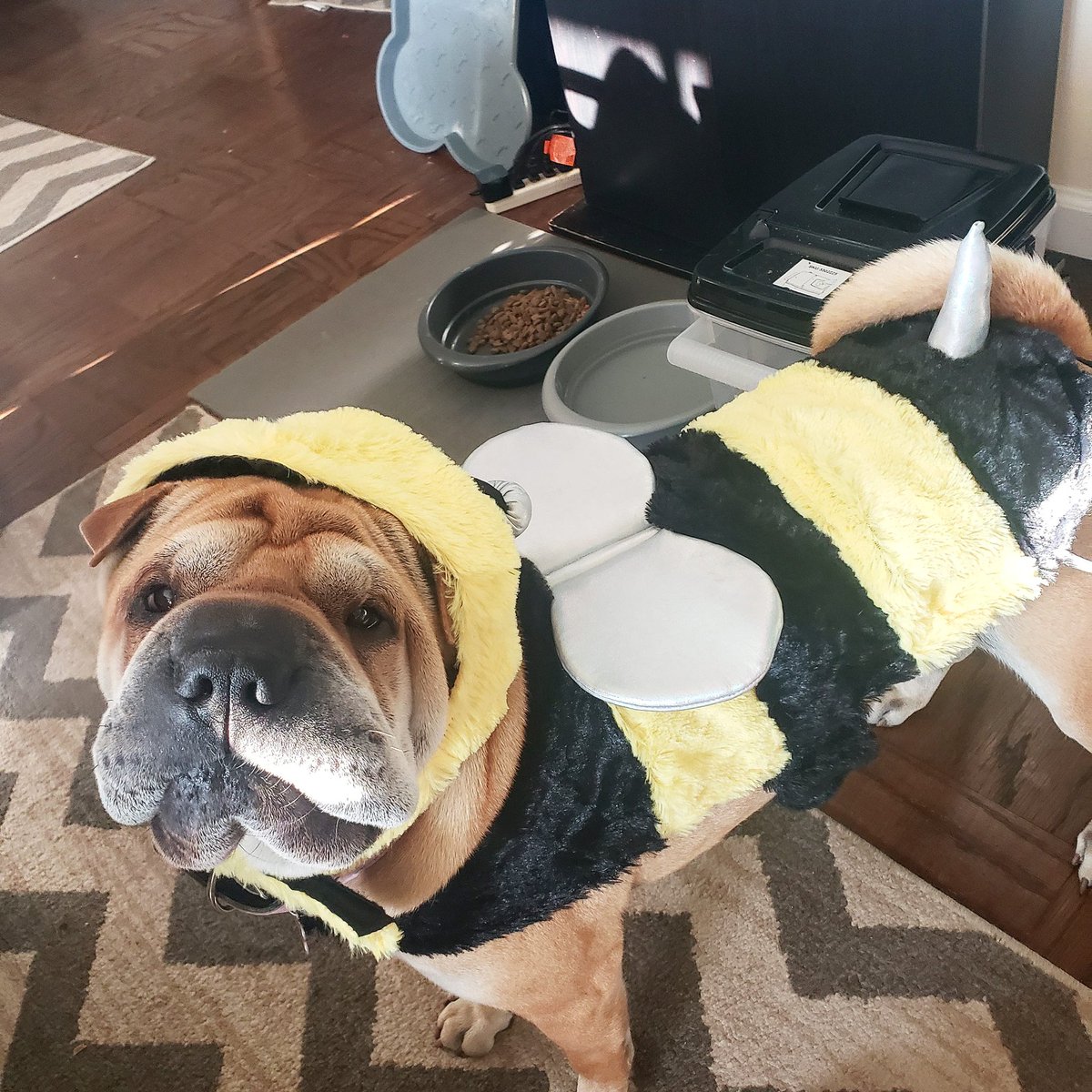 BrendanAdams13's tweet photo. Elli is a busy little bee! #dog #sharpei #bee #halloween #dogcostume https://t.co/h0toaPG1YY