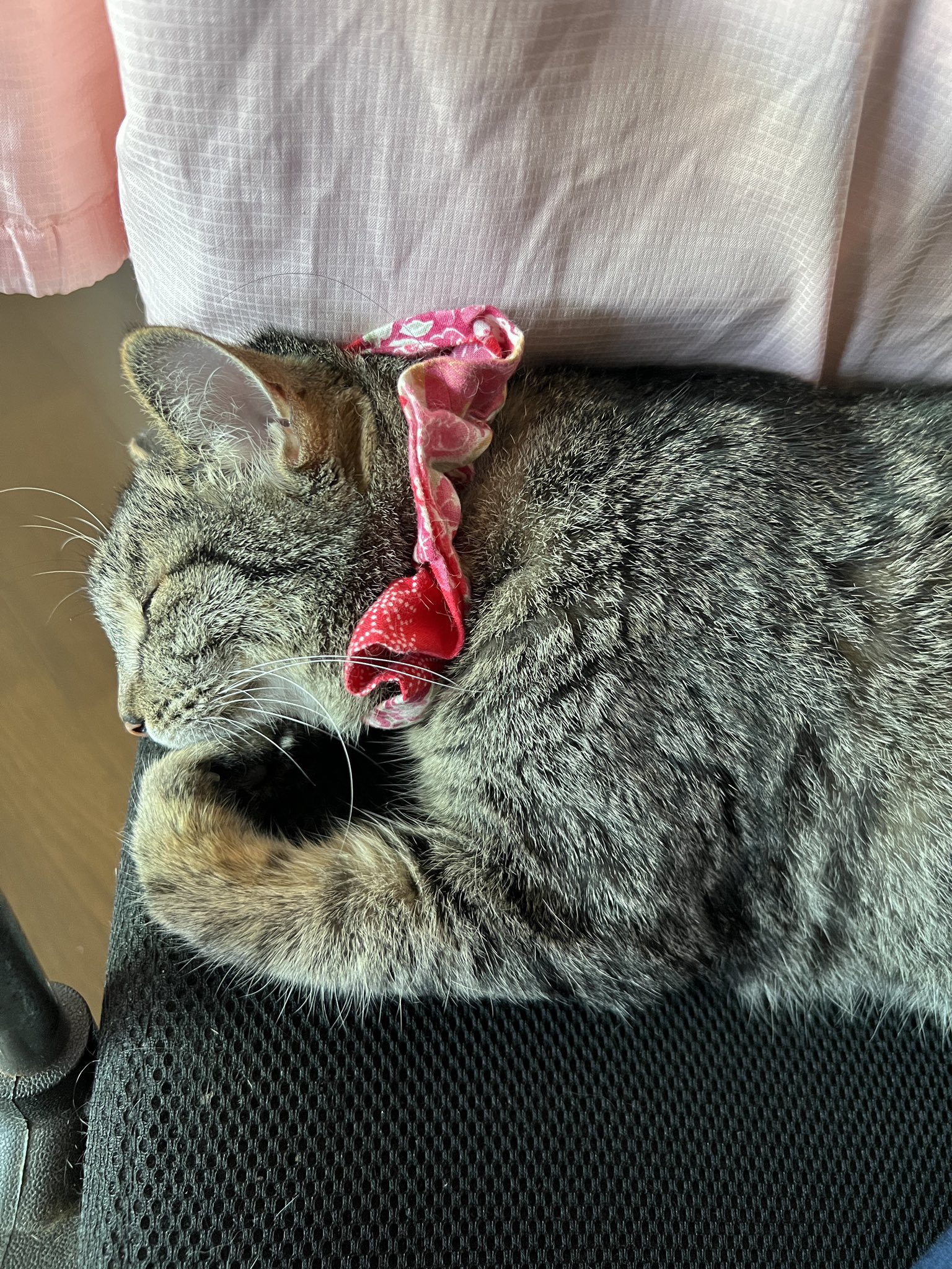 キジ猫 Twitter Search Twitter