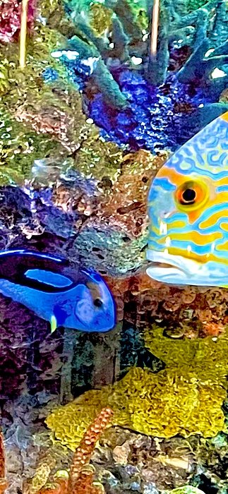 SabalaKing's tweet photo. New artwork for sale! - "Big fish little fish" - https://t.co/cOMqJnQ3j8 @fineartamerica https://t.co/5Q9Xgwb8Cg