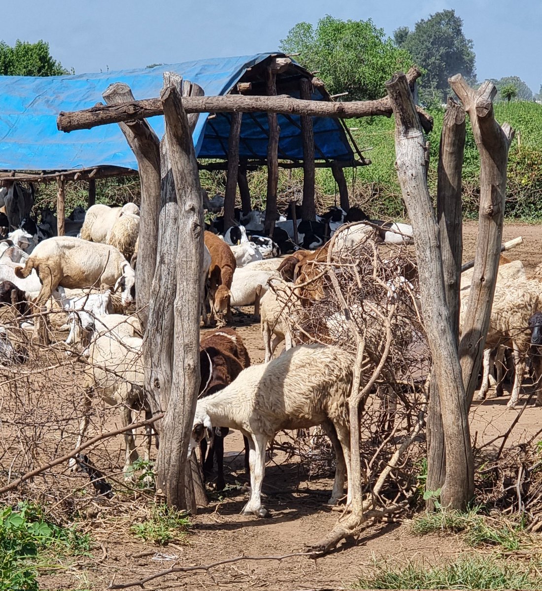 OlajideDemola's tweet photo. "It is redundant to start building a fence after all the goats are stolen". Urgent action across multiple sectors must be undertaken to reduce vulnerability to climate change and reinforce adaptive capacity, especially of women and girls. #ClimateAction  #Musharaka4Tanmiya https://t.co/ODb7CbW6t6