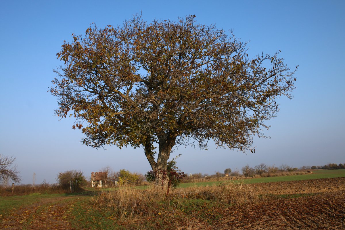 Adam Treeshepherd Rutsch tweet media