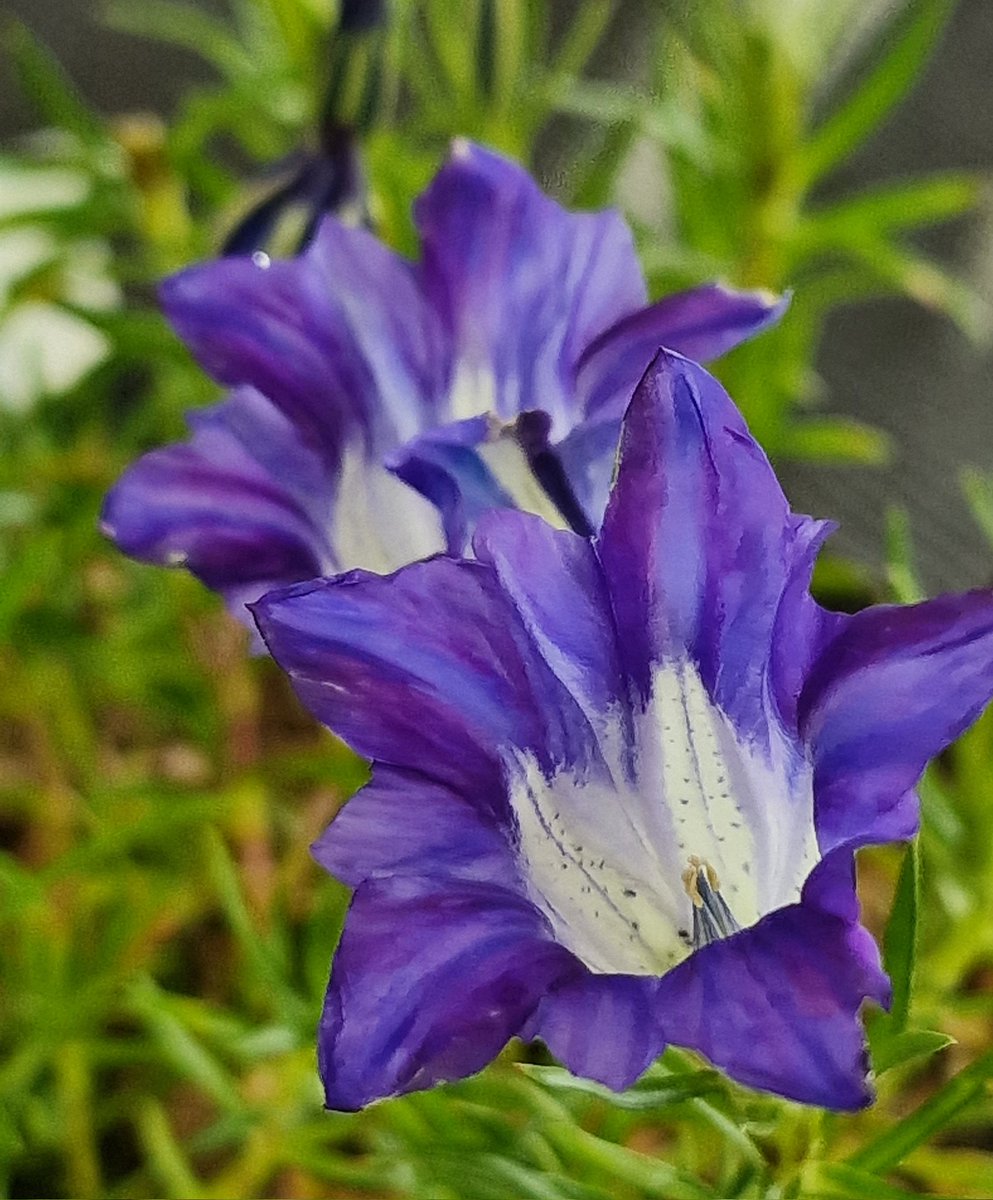 Come join us this Saturday for the joint @ScottishRockGC & AGS Show & Plant Fair at Hexham Auction Mart, Tyne Green, Hexham, NE46 3SG. There will be autumn gentians galore alongside many other amazing alpines to admire but also to buy and take home! Gentiana 'Silken Giant'⤵️